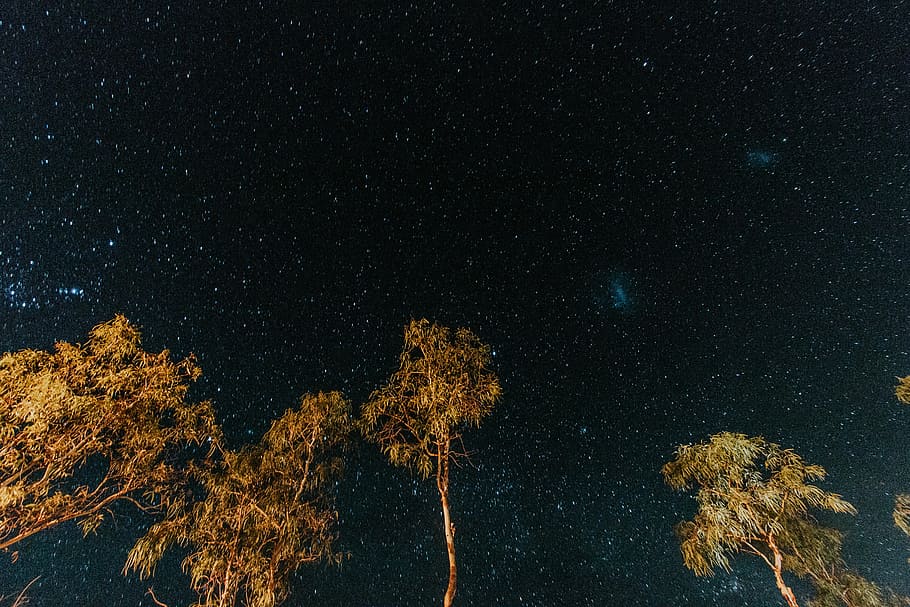 worm's eye view photography of starry night sky, tree, long exposure HD wallpaper