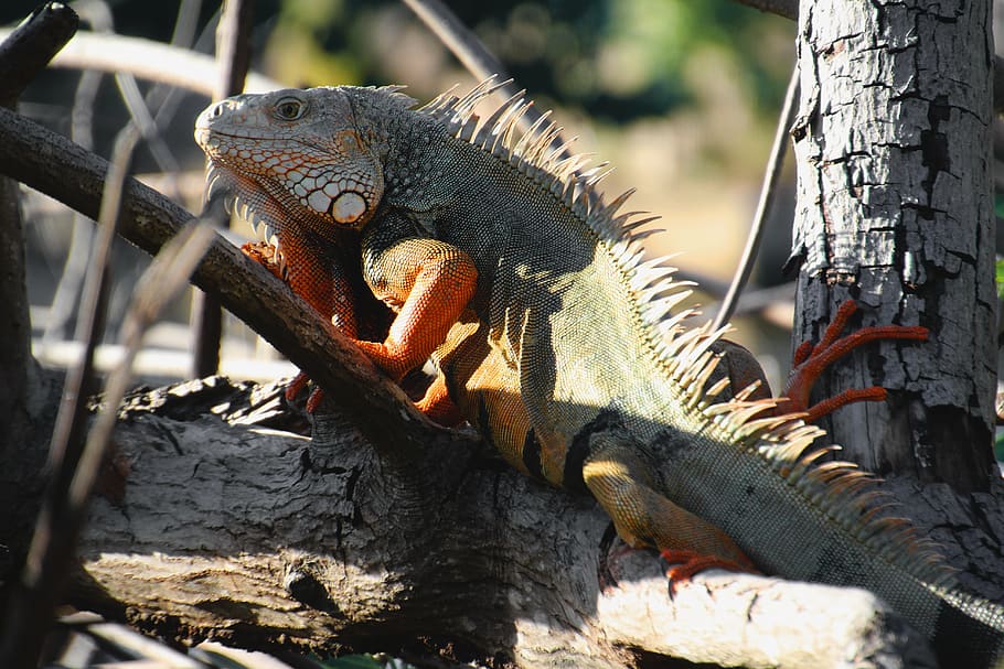 green lizard, nature, animal, trees, animal themes, animal wildlife HD wallpaper