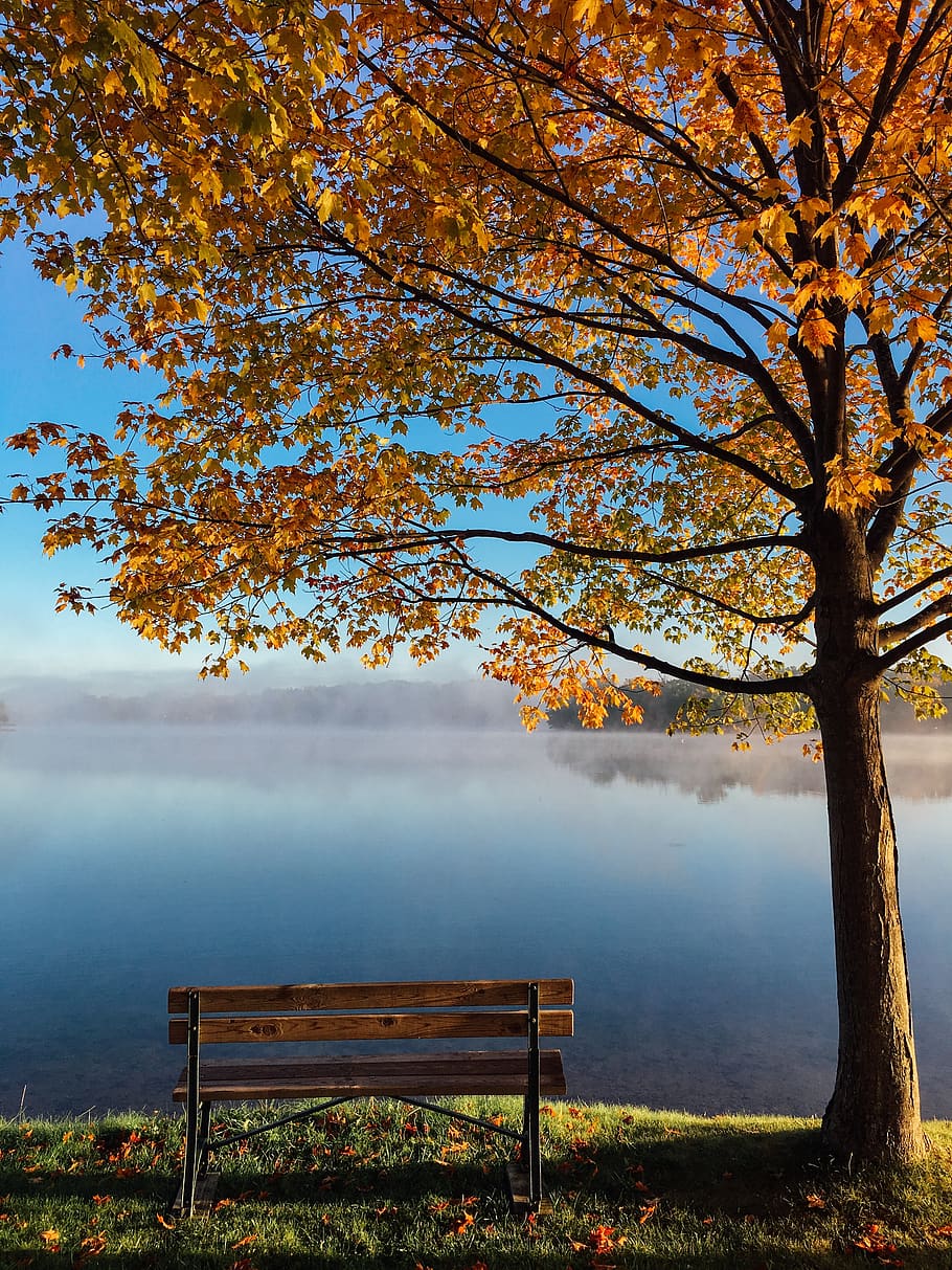lake, tree, autumn, bench, fall, foliage, park, season, morning HD wallpaper