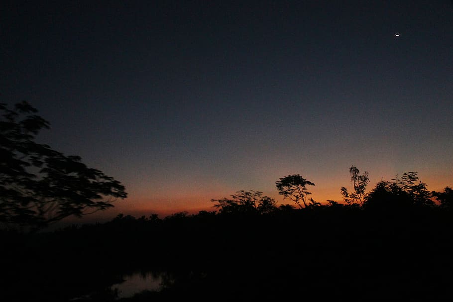 india, thrissur, tree, silhouette, sky, plant, beauty in nature HD wallpaper