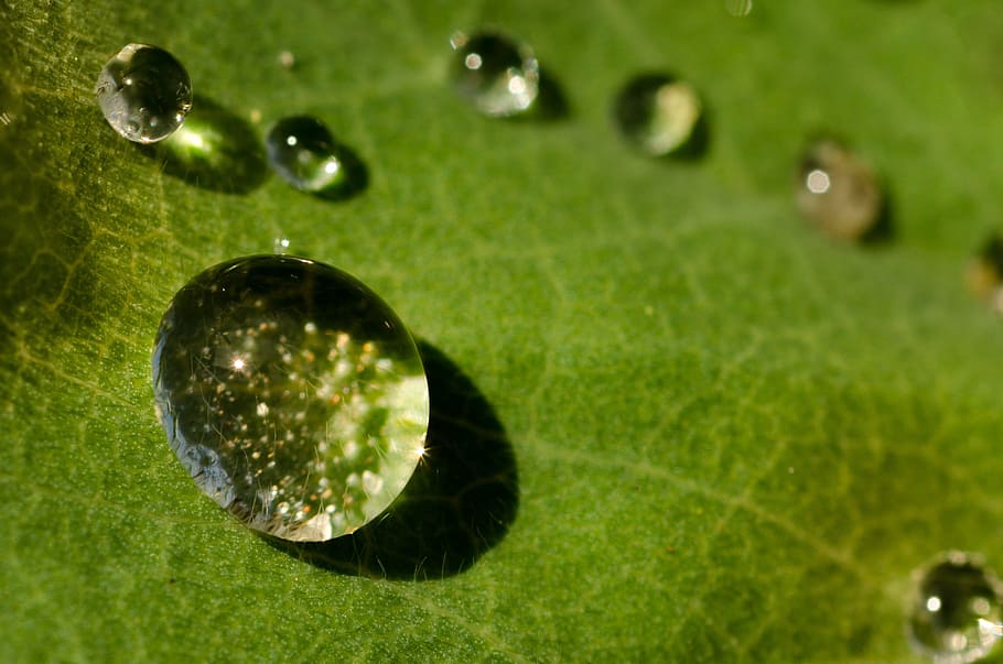 leave, leaf, drop, droplet, water, fresh, green, nature, sphere HD wallpaper