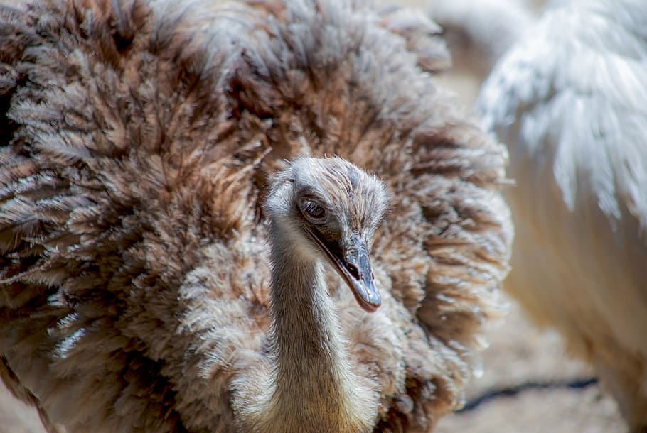 close-up photography of ostrich, bird, animal, autruche, background, HD wallpaper