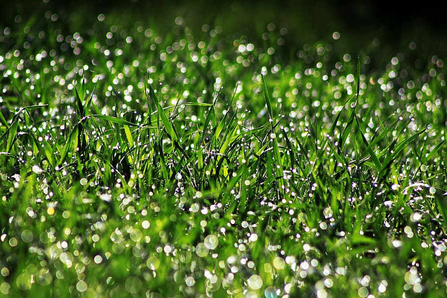 Selective Photography of Green Grass With Water Drops, clean HD wallpaper
