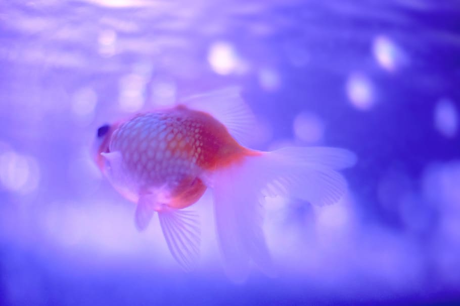 fish, sea, underwater, animal themes, animals in the wild, swimming HD wallpaper