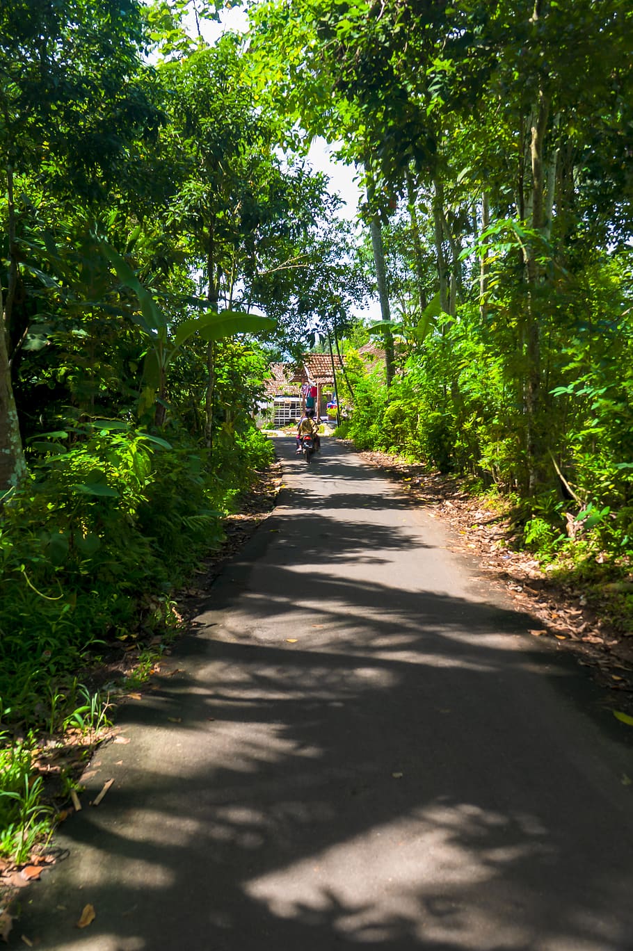Trees Near Road, path, plants, the way forward, direction, transportation HD wallpaper