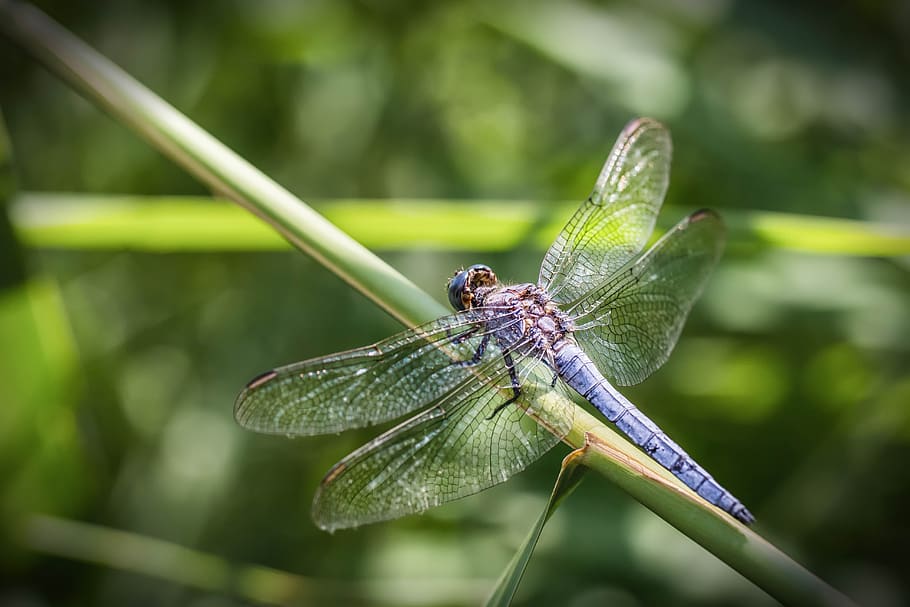 dragonfly, macro, nature, insect, blue, animals, flower, green, HD wallpaper