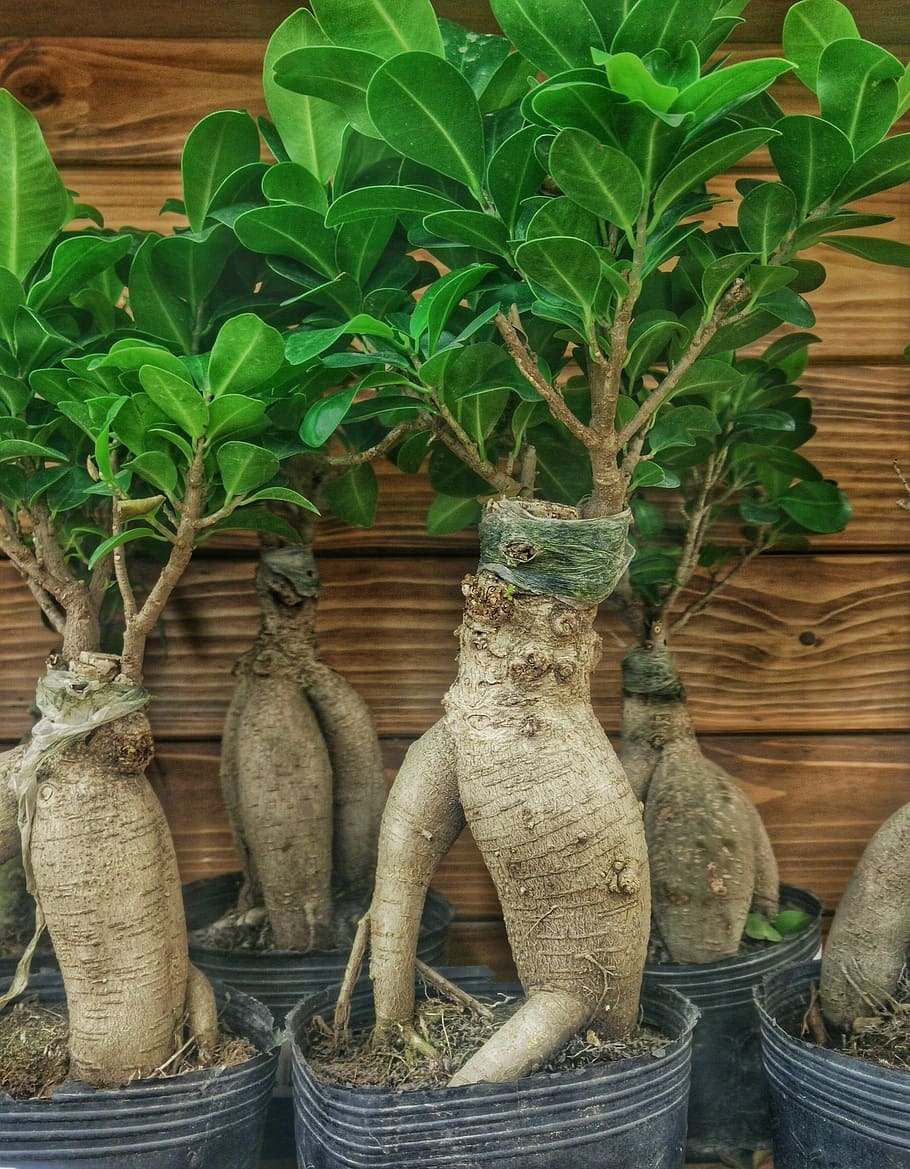 bonsai, tree, nature, leaf, green, plant, plant part, growth HD wallpaper
