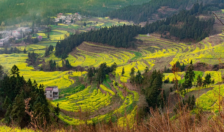 flower, rape, terrace, valley, village, tree, woods, radiation HD wallpaper