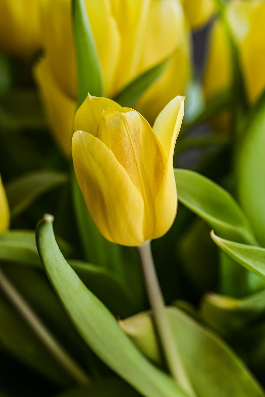 flower, tulip, yellow, spring, bloom, plant, green, flowering plant HD wallpaper