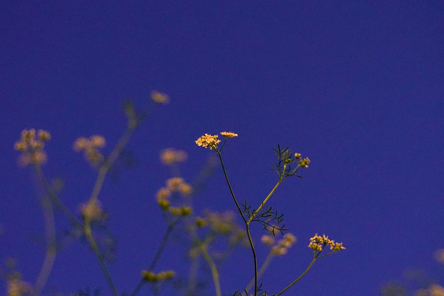 tree, outside, urban forest, cilantro, art, sony, ma, worcester HD wallpaper