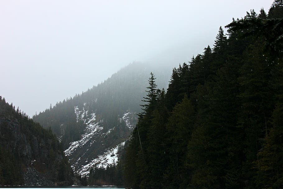 forest on mountains during daytime, tree, lindeman lake, canada HD wallpaper