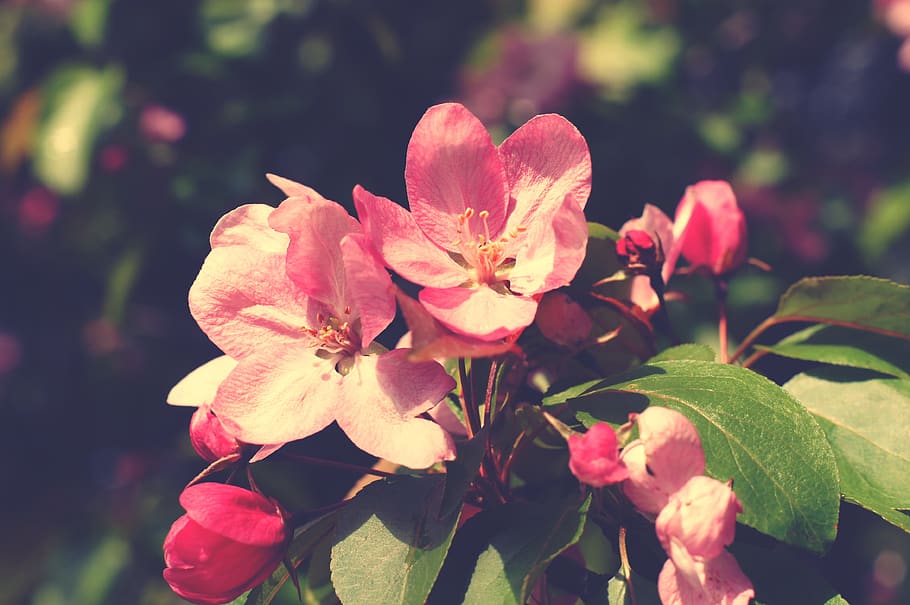 flower, flowers, pink, tree, spring, plant, garden, nature HD wallpaper