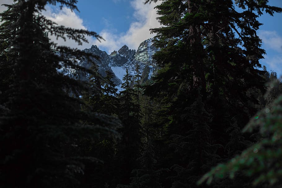 green trees, mountain peak, forrest, plant, beauty in nature HD wallpaper