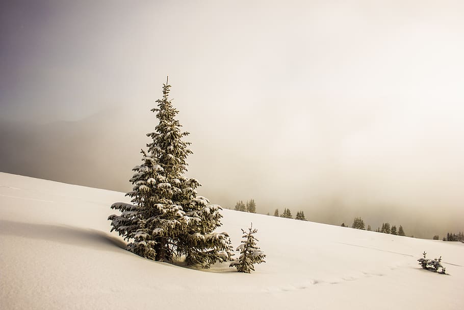 pine tree surrounded by snowfield, winter, cold temperature, plant HD wallpaper