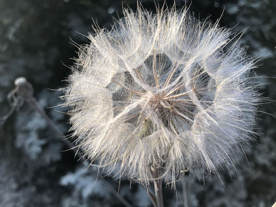 weeds, wild, dandelion, flower, fragility, vulnerability, flowering plant HD wallpaper