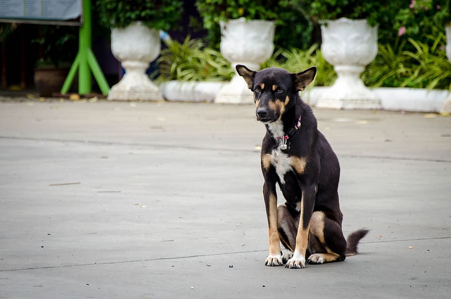 Dog sitting in Thai temple, pet, animal, cute, puppy, canine