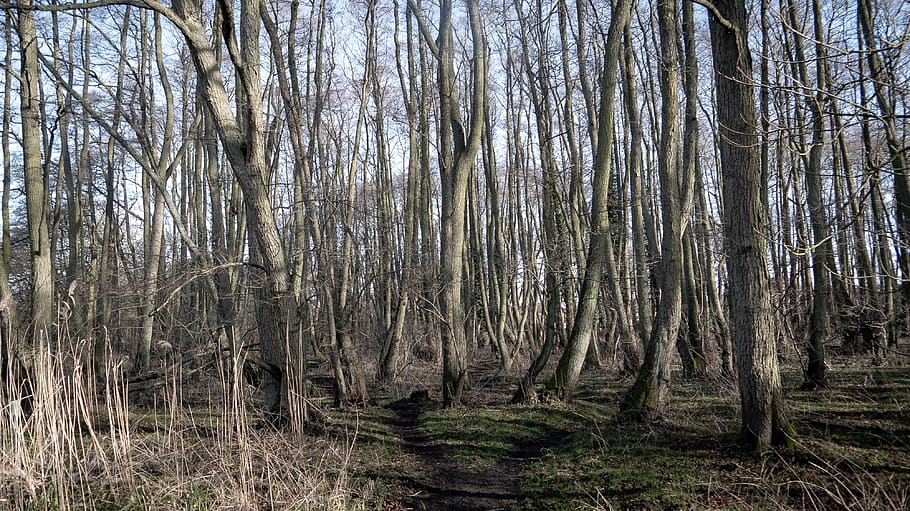tree, forest, land, plant, trunk, tranquility, tree trunk, woodland HD wallpaper