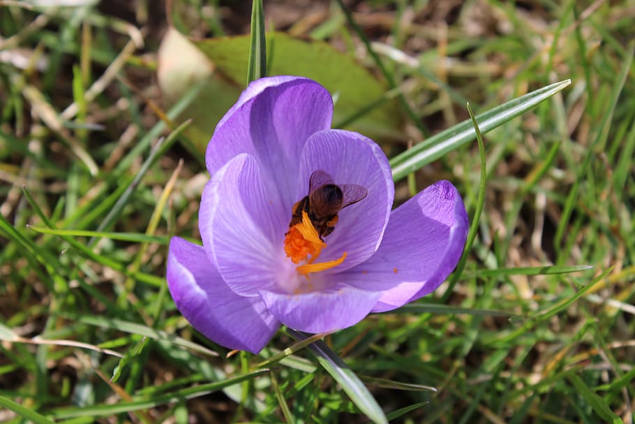 purple, crocus, bee, flower, nature, flowering plant, petal HD wallpaper