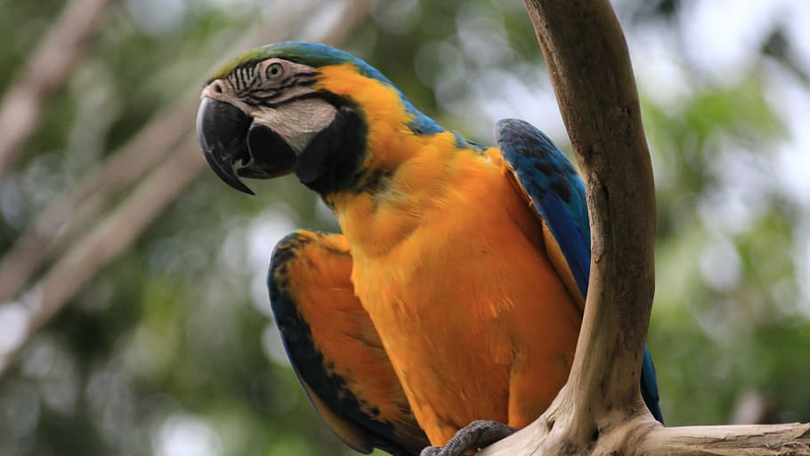 bird, forest, wallpaper, parrot, tree, blue, feathers, animal HD wallpaper