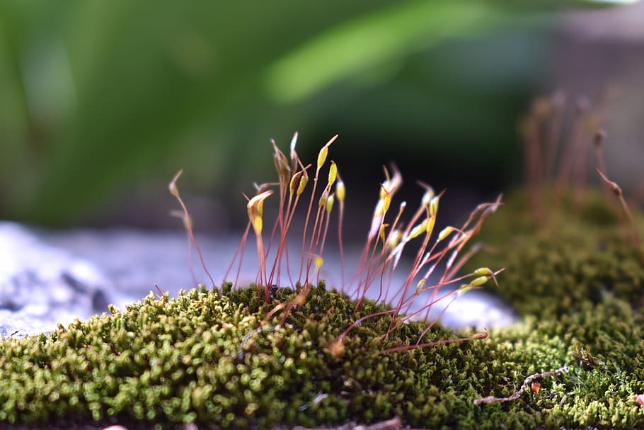 moss, green, nature, environment, landscape, forest floor, plant HD wallpaper