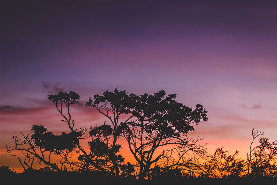 Silhouette of Tree during Orange Sunset, backlit, clouds, dark HD wallpaper