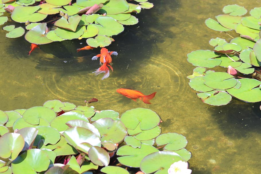 fish, goldfish, red, orange, animals, pond, water lilies, plants, HD wallpaper