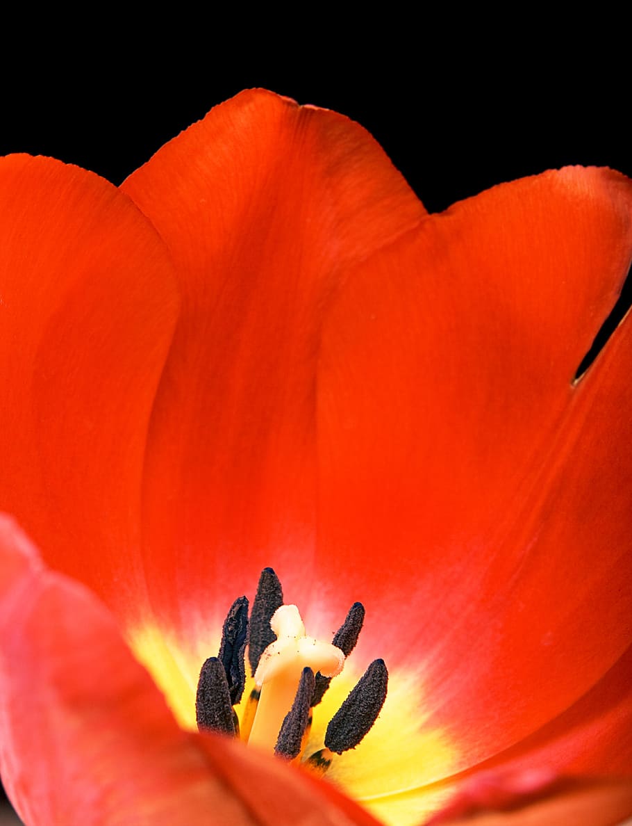 tulip, red, isolated, bud, netherlands, floral, white, spring HD wallpaper