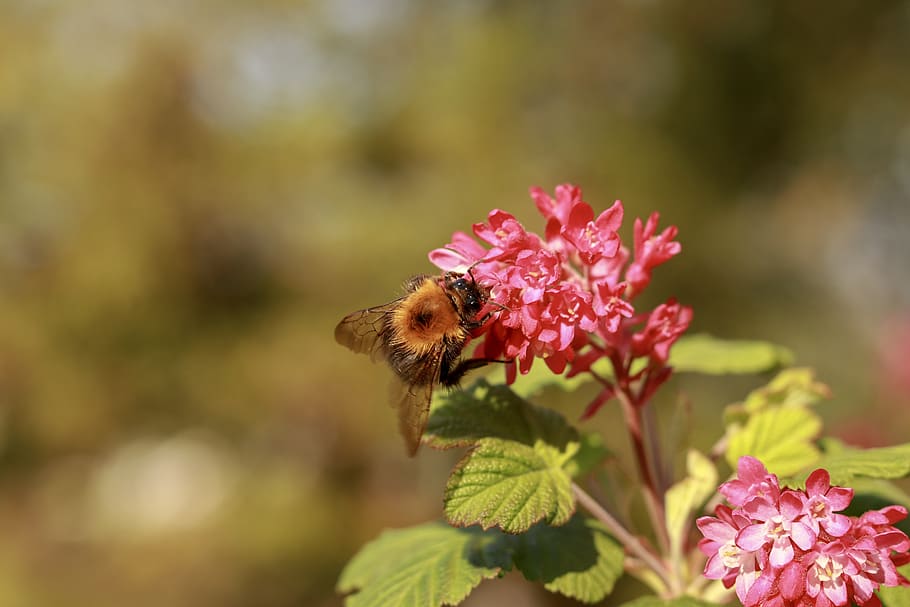 bee, flower, insects, spring, pollination, pollen, nature, garden HD wallpaper