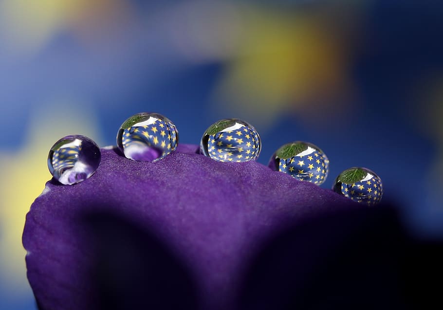 drops, water, macro, flower, refractive, petals, blue, shiny HD wallpaper