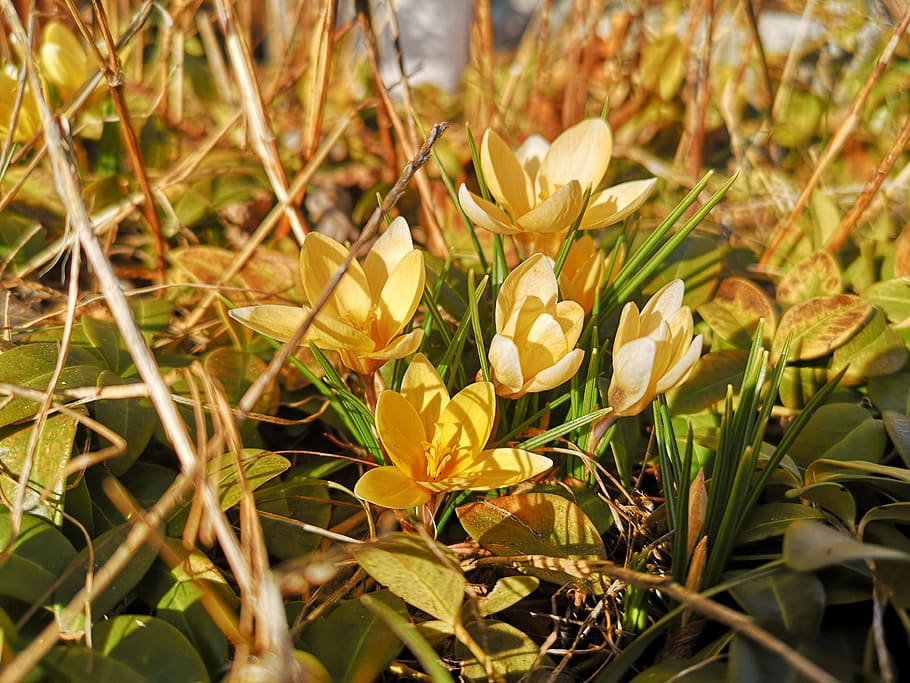 crocus, spring, flower, spring awakening, sun, march, plant HD wallpaper