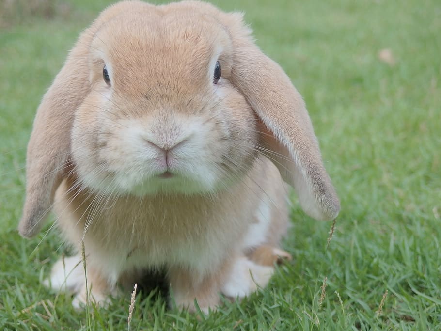 brown rabbit, grass, mammal, animal themes, one animal, field HD wallpaper