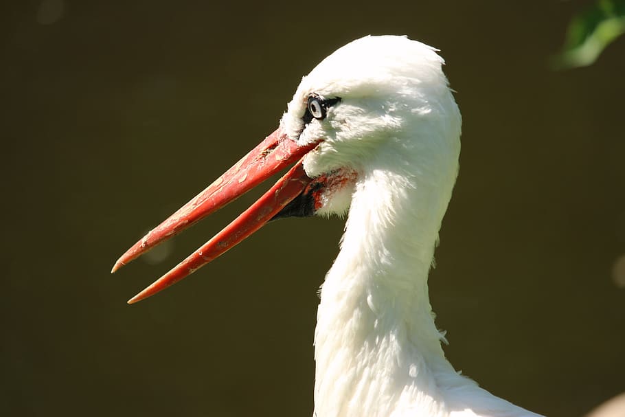 stork, rattle stork, bill, bird, head, close up, eye, one animal, HD wallpaper