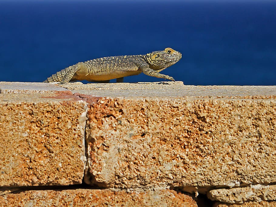 agame, hardun, lizard, spin tail, greece, rhodes, animal themes HD wallpaper