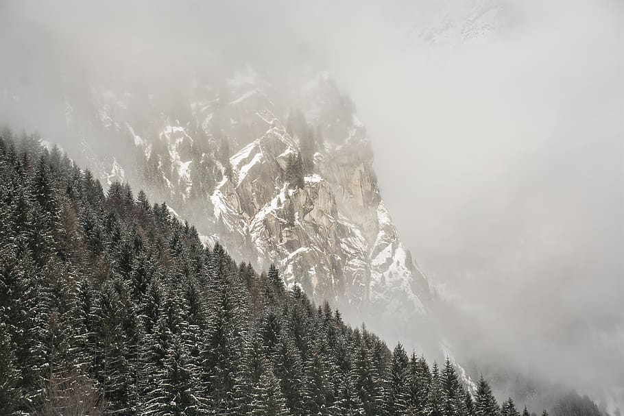 green pine trees, beauty in nature, winter, plant, cold temperature HD wallpaper