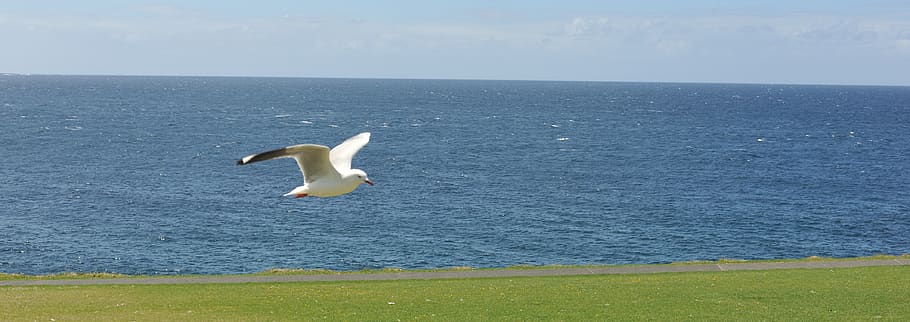 australia, kiama, bird, water, horizon, horizon over water HD wallpaper