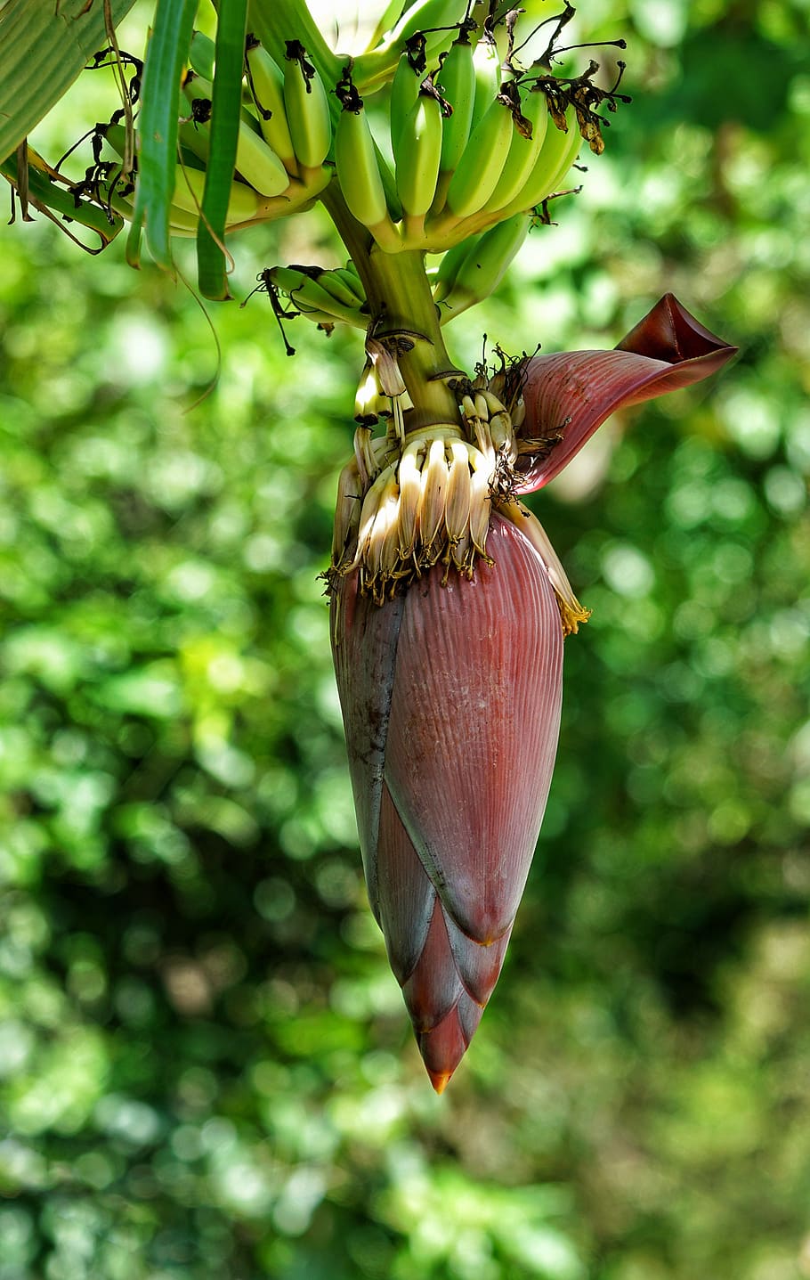 banana, tree, flower, growing, bananas, food, healthy, cook HD wallpaper