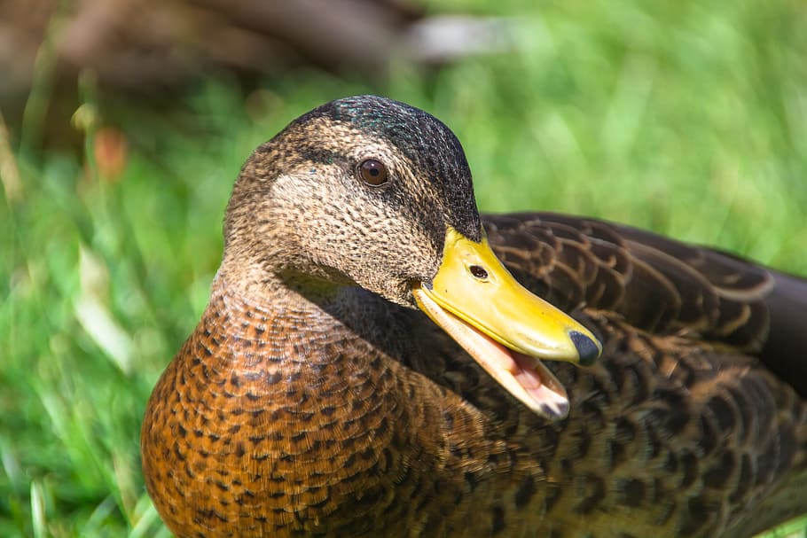 duck, close-up, animal, animal themes, animal wildlife, animals in the wild HD wallpaper