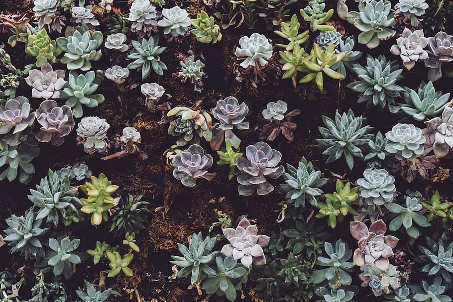 green succulent plants, canada, toronto, allan gardens, blossom HD wallpaper