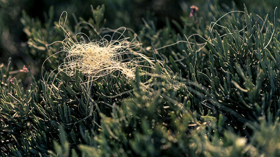 italy, punta secca, grass, wire, plant, growth, nature, day HD wallpaper