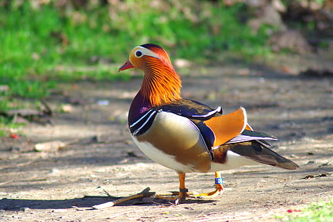 bird, duck, mandarin, animal themes, vertebrate, animal wildlife HD wallpaper