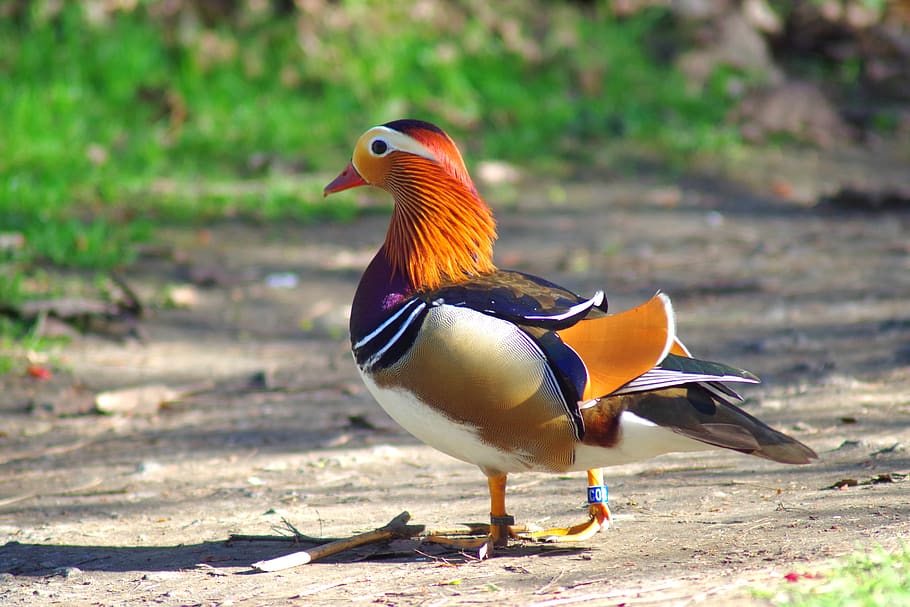 bird, duck, mandarin, animal themes, vertebrate, animal wildlife HD wallpaper