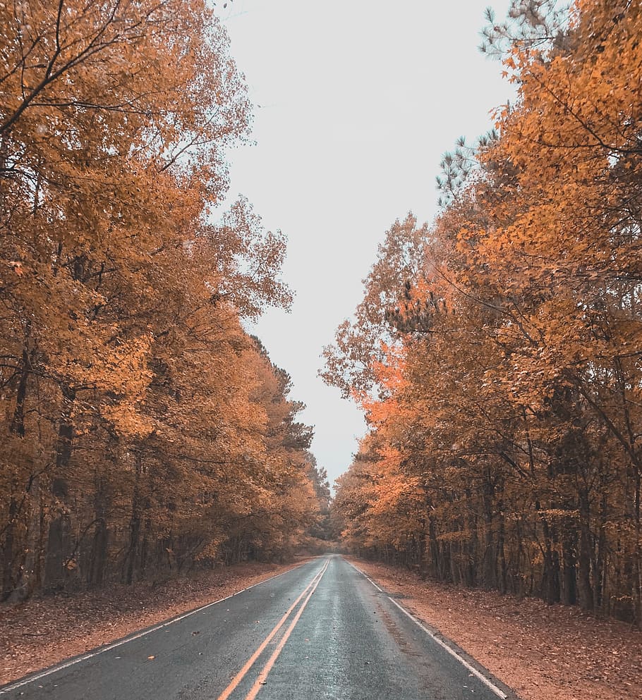road in between trees, asphalt, tarmac, plant, highway, mississippi HD wallpaper