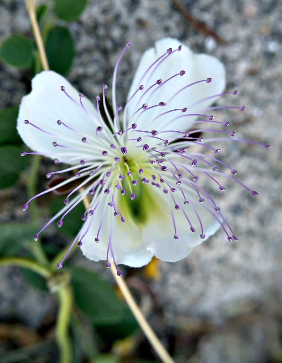 spain, nature, flower, plant, growth, flowering plant, fragility HD wallpaper