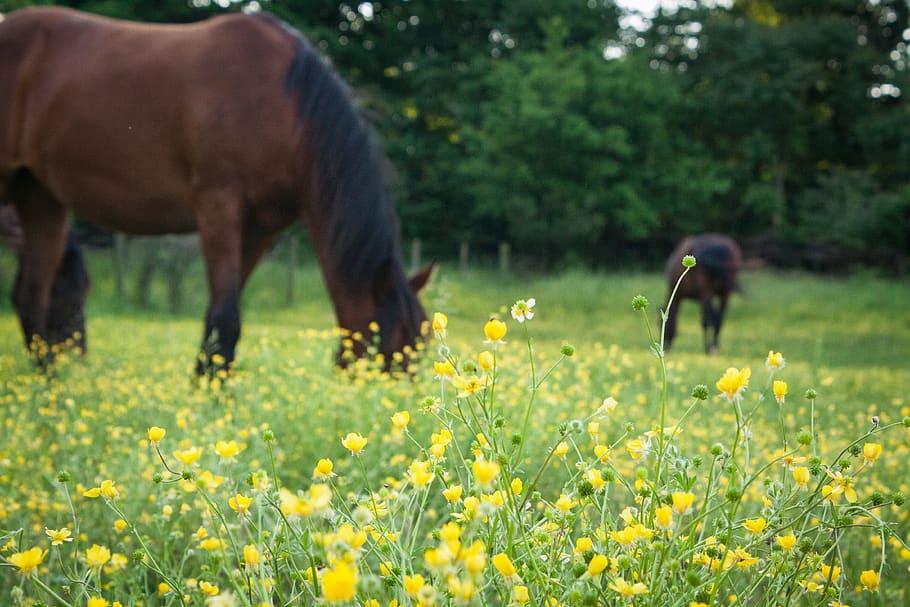 united states, crestwood, kentucky, wildflower, field, countryside, HD wallpaper