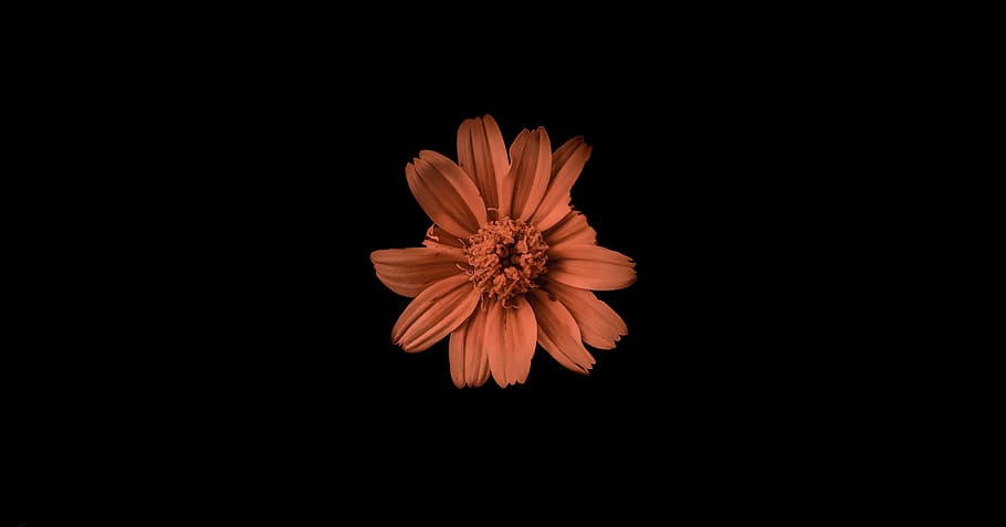 studio shot, indoors, black background, orange color, flower HD wallpaper