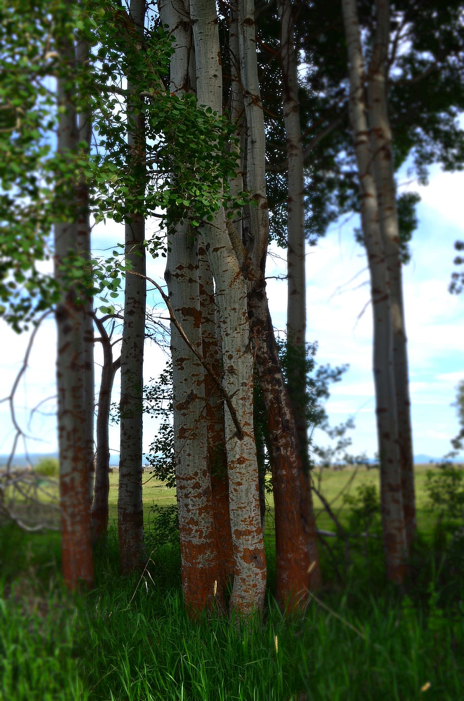 united states, oregon, trees, plant, tree trunk, land, growth HD wallpaper