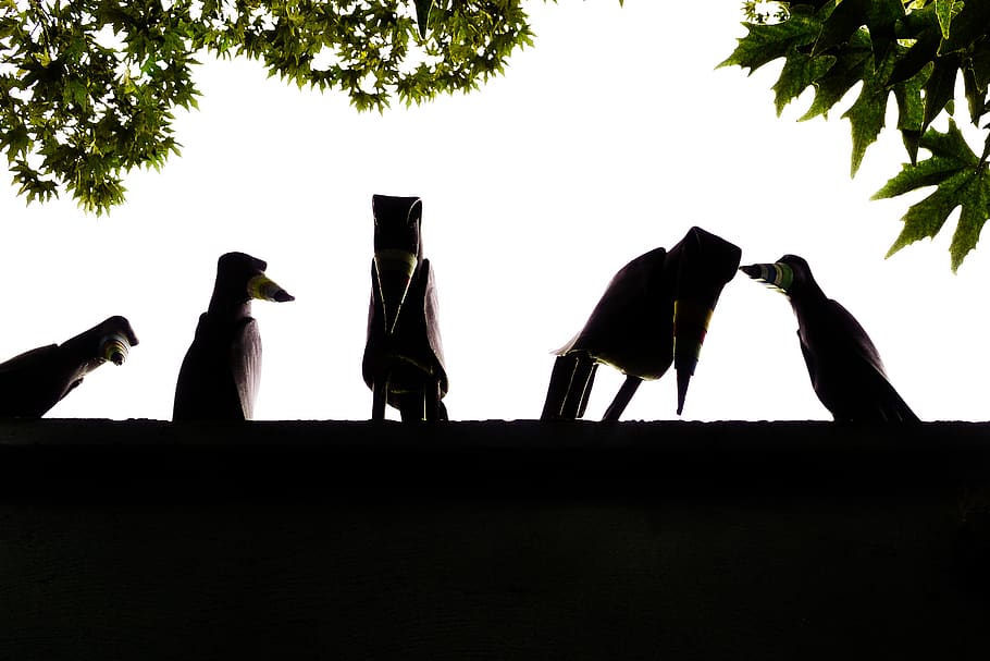 iran, tehran, valiasr, crow, darkness, animal themes, bird HD wallpaper