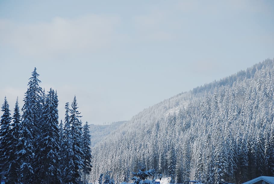 canada, sun peaks, snow, winter, cold temperature, tree, plant HD wallpaper