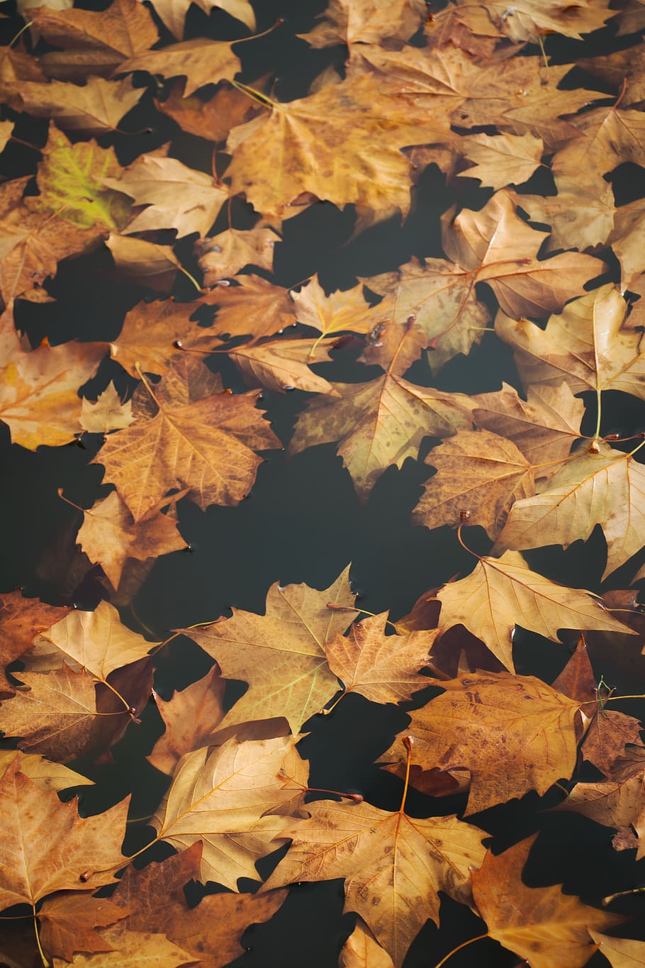 maple leaves, leaf, plant, tree, water, united states, bellevue park HD wallpaper