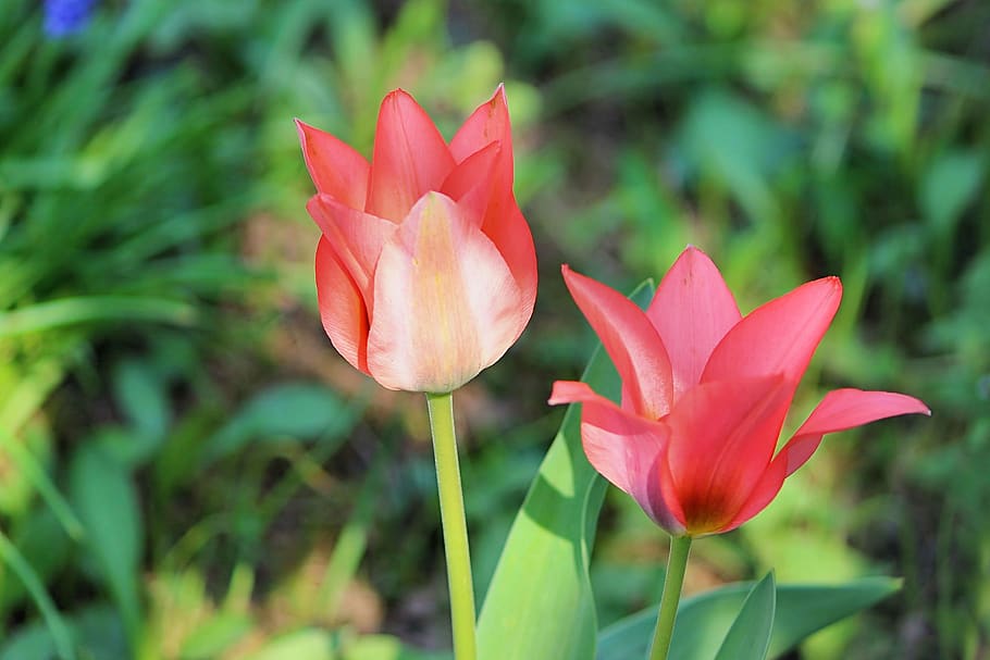 flowers, tulips, spring, flora, flowering plant, vulnerability HD wallpaper